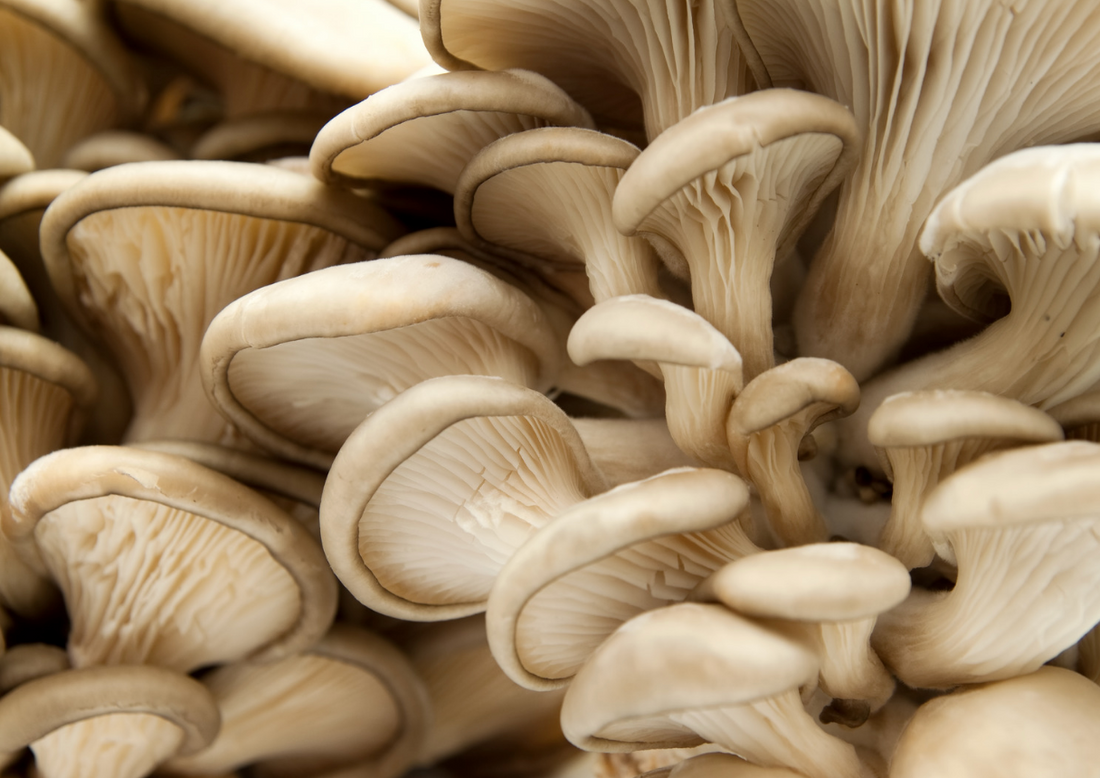 From Nature to Bottle: Unveiling Our Meticulous Process of Cultivating Mushrooms